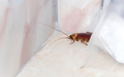 How to Get Rid of Cockroaches in Your Home or Restaurant