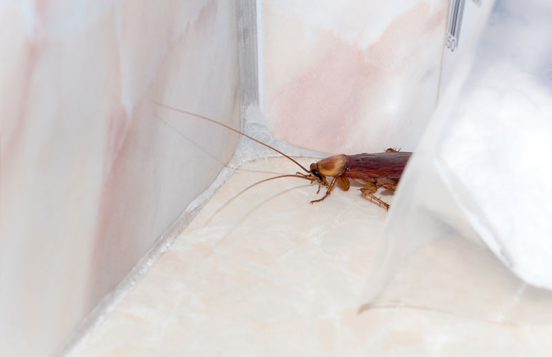 crawling-insects