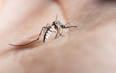 Mosquito Control in Metro Manila: How to Stop Dengue Mosquitoes Breeding at Home