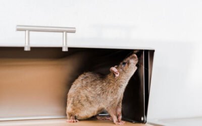 Rats and Mice in Your Property: Signs, Risks, and Rodent Control That Lasts