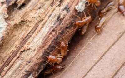 7 Signs of Termite Infestation in Your Metro Manila Home (and What to Do Next)