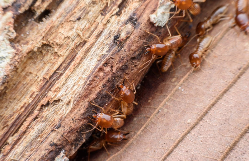 termite-anay